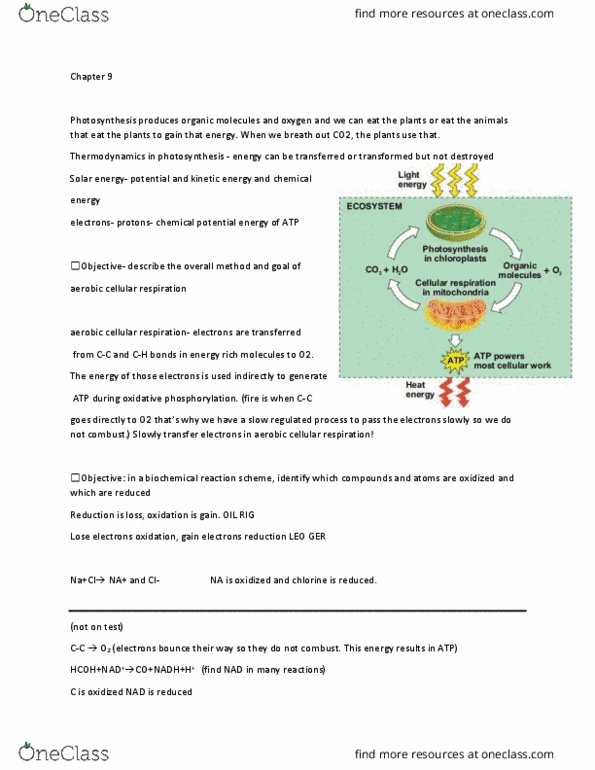 BIOL 130 Lecture Notes - Lecture 17: Acetyl-Coa, Mitochondrion, Chemiosmosis thumbnail