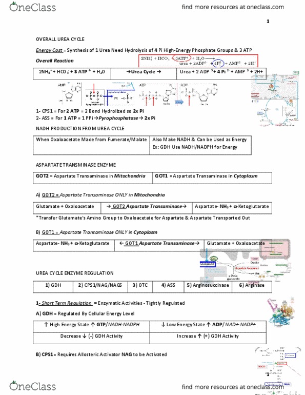 BIOC 311 Lecture Notes - Lecture 86: Threonine, Gluconeogenesis, Catabolism thumbnail