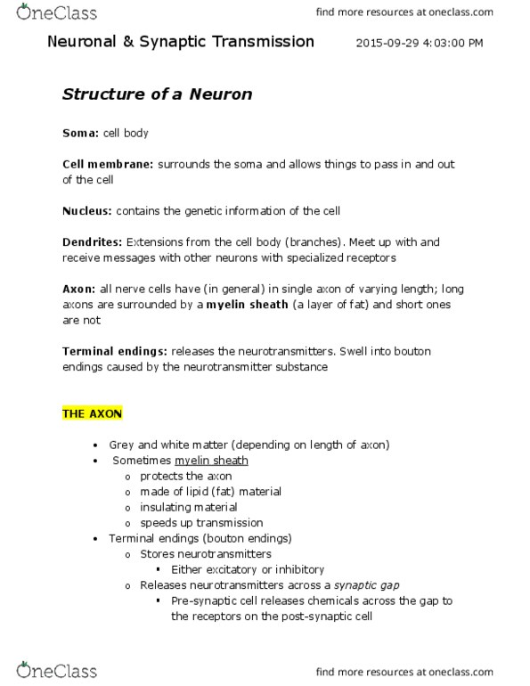 PSY 1101 Lecture Notes - Lecture 3: Reuptake, Myelin, Neuron thumbnail