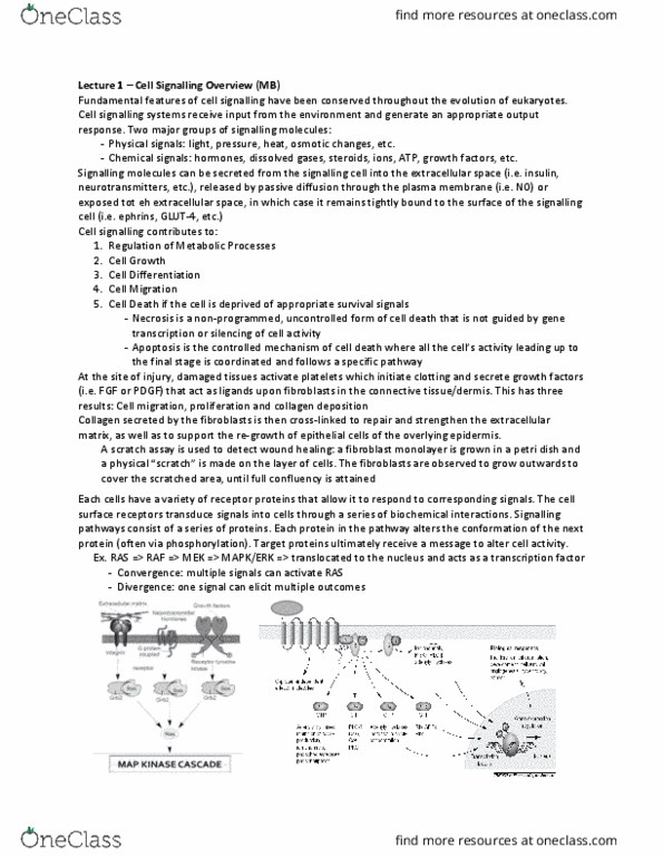 Physiology 3140A Lecture Notes - Lecture 6: Acetylcholine Receptor, Dopamine Receptor D2, G Protein-Coupled Receptor Kinase thumbnail