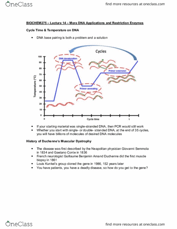 BIOCHEM 275 Lecture Notes - Lecture 14: Restriction Enzyme, Muscle Biopsy, Neurology thumbnail