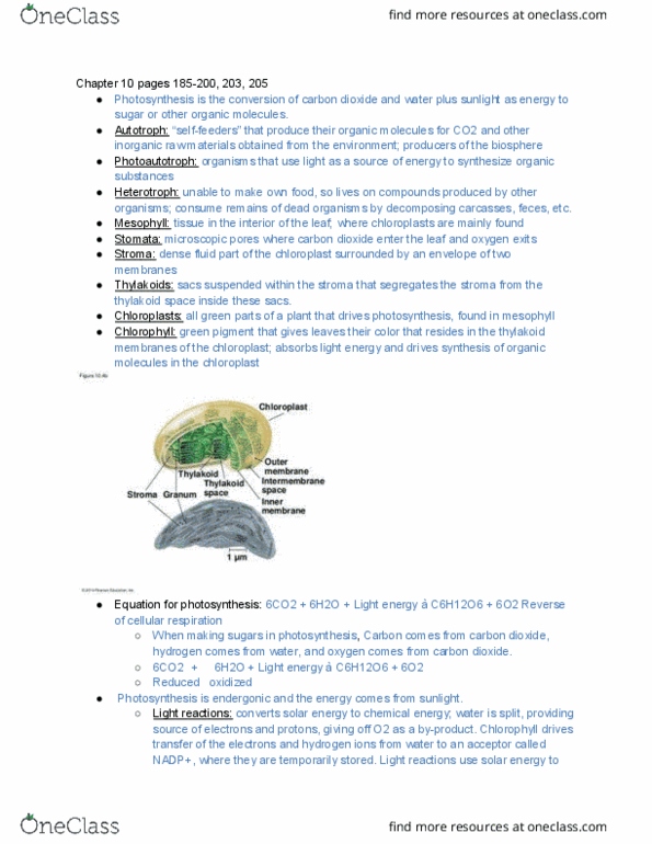 BIO SCI 93 Chapter 10: Photosynthesis thumbnail