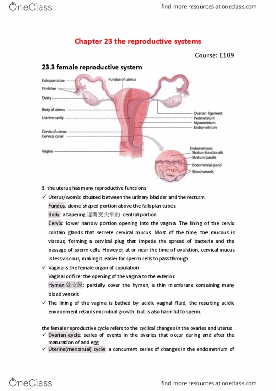 BIO SCI E109 Chapter 23: E109 23.3 uterus thumbnail