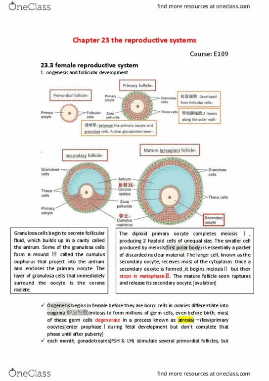 BIO SCI E109 Chapter 23: E109 23.3 oogenesis and follicular development thumbnail