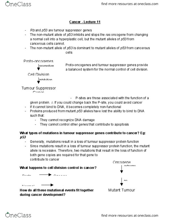 BIOL 1F25 Lecture Notes - Lecture 14: Tumor Suppressor Gene, Ras Subfamily, P53 thumbnail