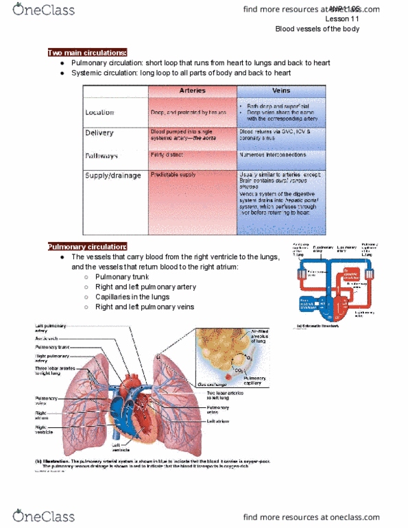 ANP 1105 Lecture Notes - Lecture 11: Pulmonary Artery, Pulmonary Vein, Pulmonary Circulation thumbnail
