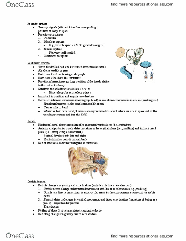 Kinesiology 1080A/B Lecture Notes - Lecture 25: Golgi Tendon Organ, Semicircular Canals, Sagittal Plane thumbnail