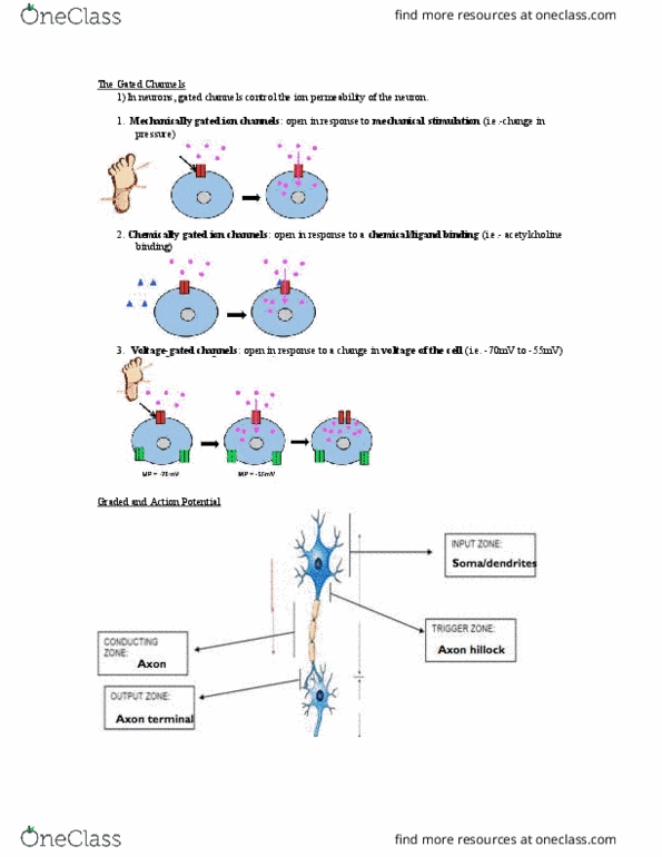 Physiology 2130 Lecture Notes - Lecture 2: Axon Hillock, Electrochemical Gradient, Axon Terminal thumbnail