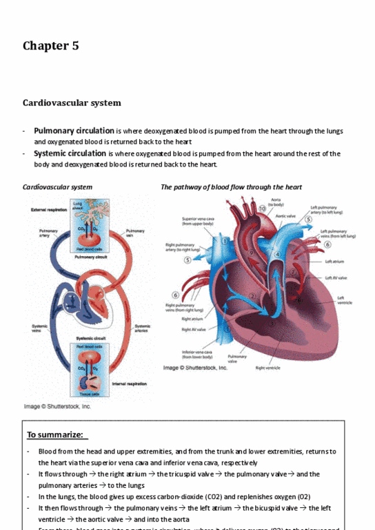 BPK 143 Chapter Notes - Chapter 5: External Intercostal Muscles, Respiratory Minute Volume, Pulmonary Artery thumbnail