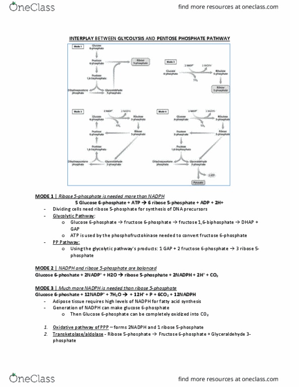 BCM 475 Chapter Notes - Chapter 20: Glycolysis, Ribose, Pentose thumbnail