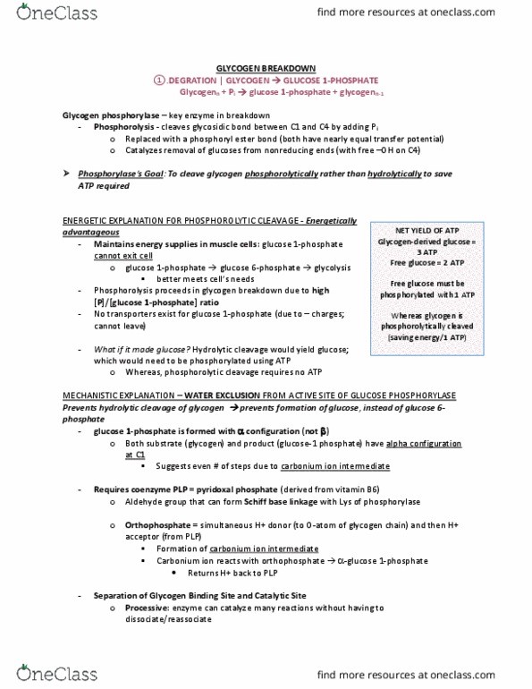 BCM 475 Chapter Notes - Chapter 21: Glycogen Phosphorylase, Carbonium Ion, Pyridoxal Phosphate thumbnail