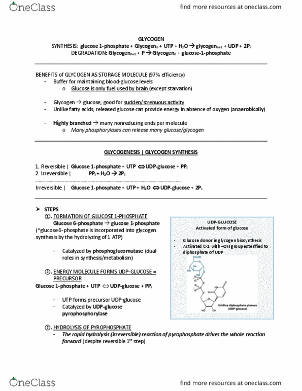 BCM 475 Chapter Notes - Chapter 21: Glycogen Phosphorylase, Glycogen Synthase, Glycogenesis thumbnail