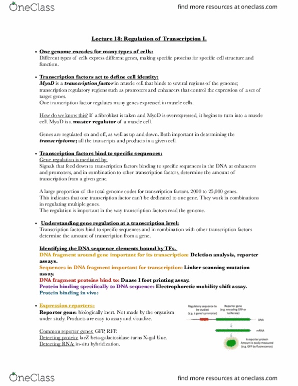 BIOL-UA 21 Lecture Notes - Lecture 18: Electrophoretic Mobility Shift Assay, Myod, Deoxyribonuclease I thumbnail