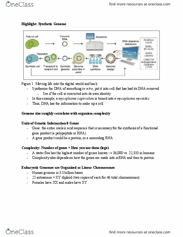 BIOL-UA 21 Lecture Notes - Lecture 10: Mycoplasma Capricolum, Mycoplasma Mycoides, Non-Coding Rna thumbnail