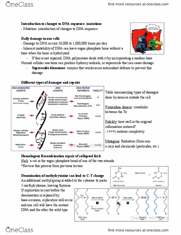 BIOL-UA 21 Lecture Notes - Lecture 12: Dna Glycosylase, Homologous Recombination, Dna Mismatch Repair thumbnail