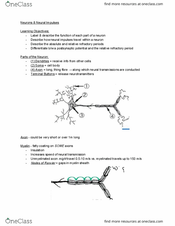 PSYC 101 Lecture Notes - Lecture 19: Myelin, Sodium-Potassium Alloy, Action Potential thumbnail