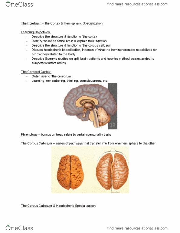 PSYC 101 Lecture 22: PSYCH 101 Lecture 22: The Forebrain thumbnail