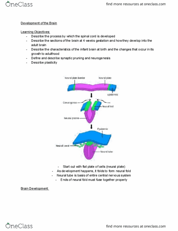 PSYC 101 Lecture Notes - Lecture 24: Synaptic Pruning, Neural Fold, Neural Plate thumbnail