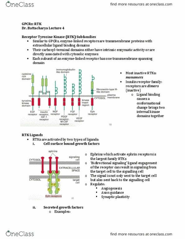 Physiology 3140A Lecture Notes - Lecture 5: Sh3 Domain, Sh2 Domain, Ras Superfamily thumbnail