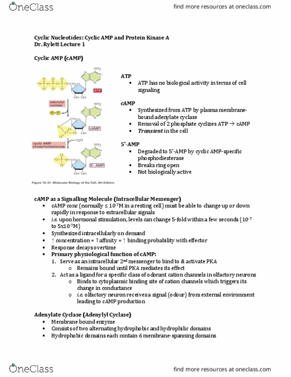 Physiology 3140A Lecture Notes - Lecture 1: Adenylyl Cyclase, Cyclic Adenosine Monophosphate, Cytoskeleton thumbnail