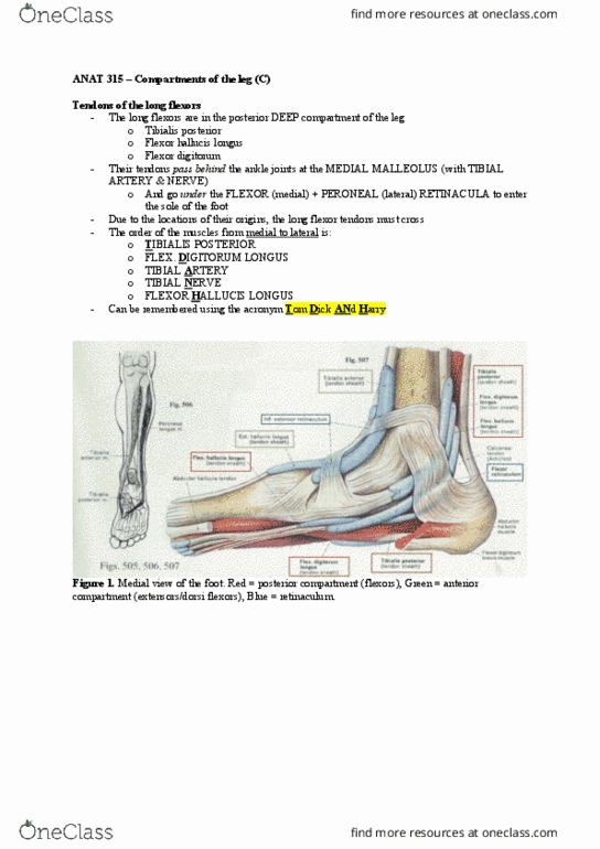 ANAT 315 Chapter Notes - Chapter 5: Tibialis Posterior Muscle, Ankle, Soleus Muscle thumbnail