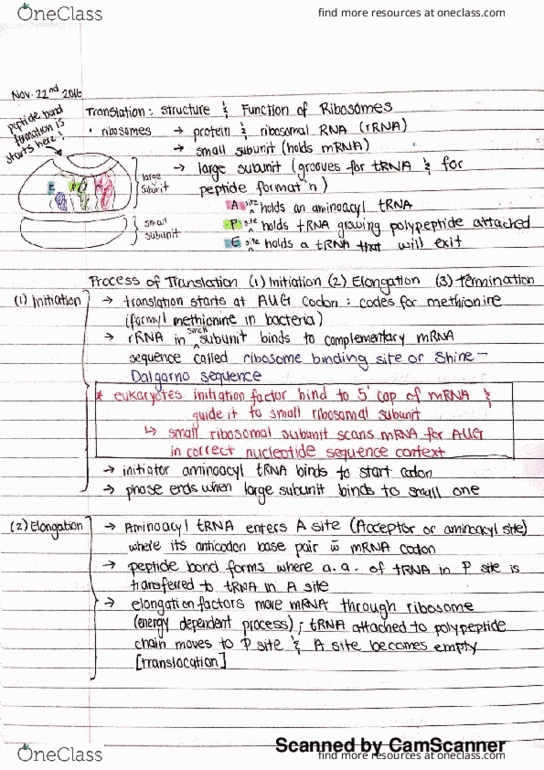 BIOL 116 Lecture 18: (November 22nd 2016) Finishing Translation & Posttranslational Modifications & Intro. to Control of Gene Expression in Bacteria thumbnail