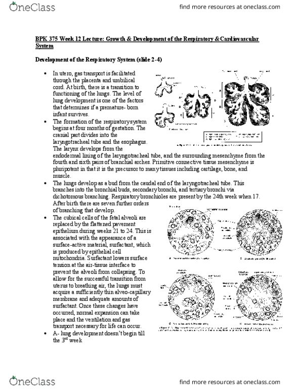 BPK 375 Lecture Notes - Lecture 12: Infant Respiratory Distress Syndrome, Ductus Arteriosus, Bronchiole thumbnail