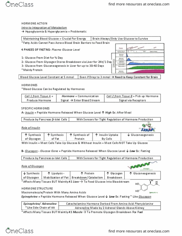 BIOC 311 Lecture Notes - Lecture 23: Glucagon, Gluconeogenesis, Glycogen thumbnail