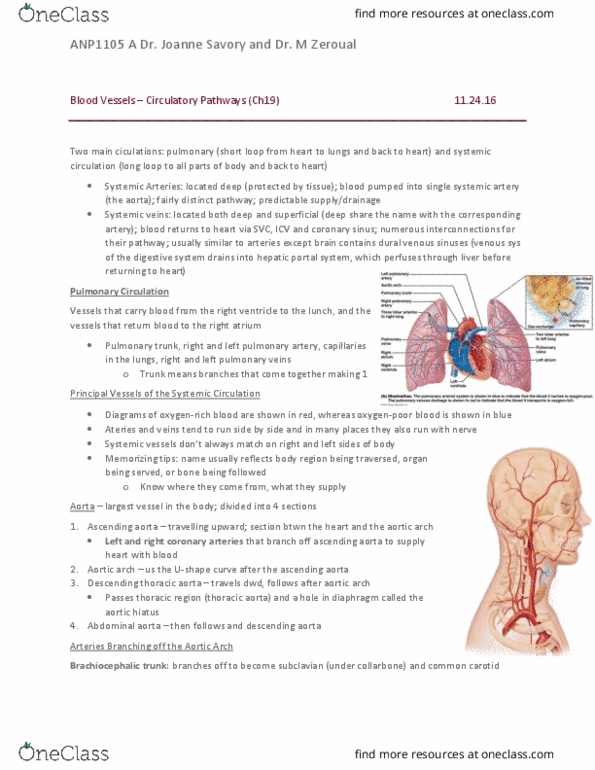 ANP 1105 Lecture Notes - Lecture 18: Dural Venous Sinuses, External Carotid Artery, Internal Carotid Artery thumbnail