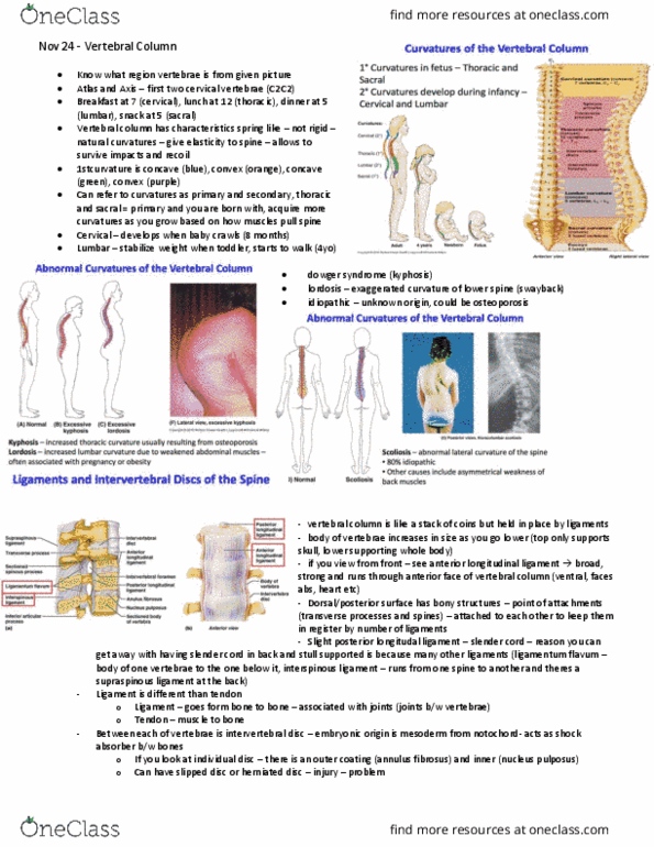 Anatomy and Cell Biology 3319 Lecture Notes - Lecture 21: Sacrum, Anterior Longitudinal Ligament, Spinal Disc Herniation thumbnail