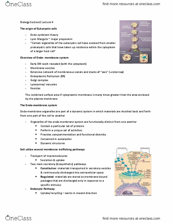 BIOL 1090 Lecture Notes - Lecture 16: Lynn Margulis, Endoplasmic Reticulum, Endomembrane System thumbnail