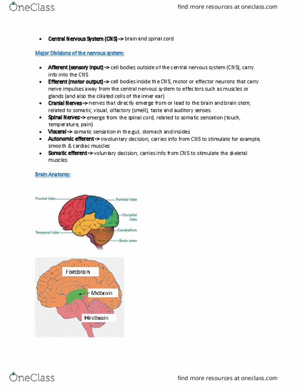 PHGY 209 Lecture Notes - Lecture 39: Parietal Lobe, Fourth Ventricle, Central Sulcus thumbnail