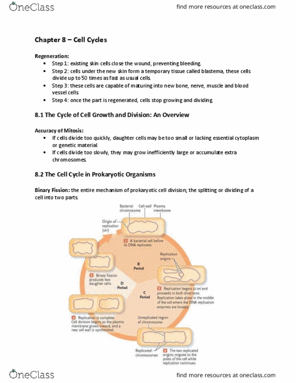 Biology 1001A Chapter Notes - Chapter 8: Nuclear Membrane, Allele, Blastema thumbnail
