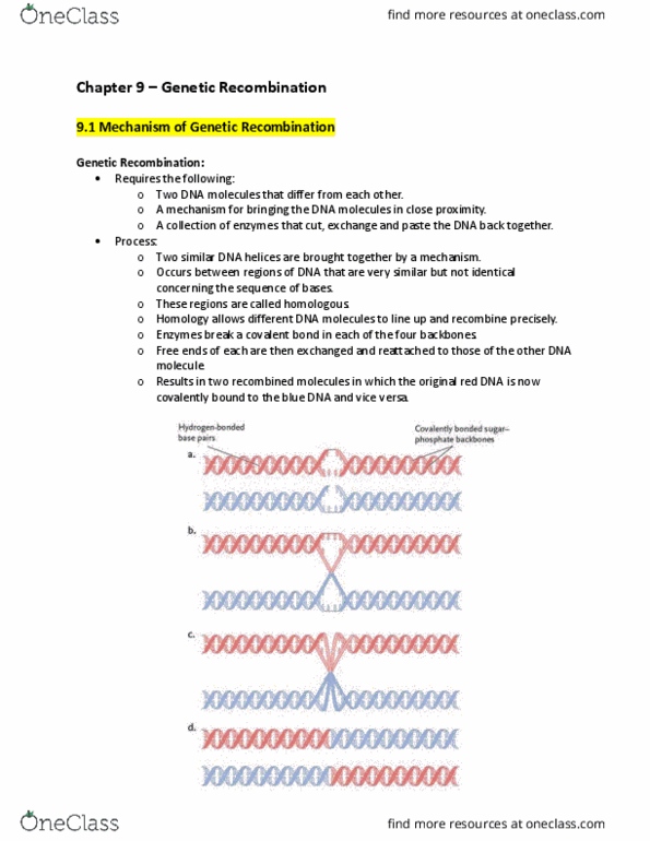 Biology 1001A Chapter 9: Chapter 9 – Genetic Recombination thumbnail