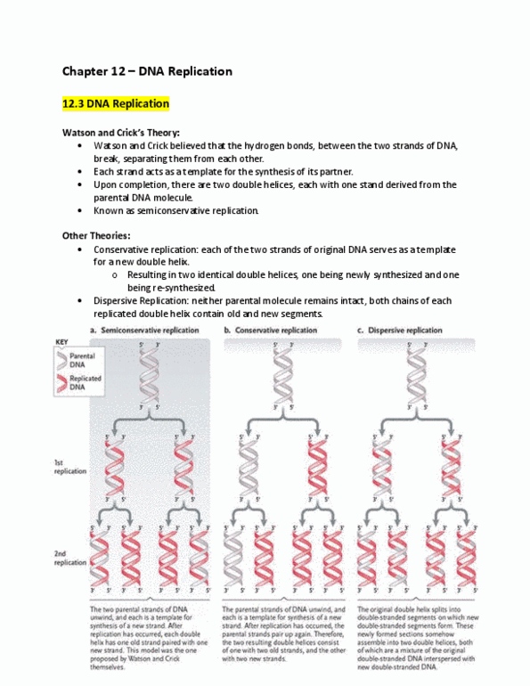 Biology 1001A Chapter Notes - Chapter 12: Dna Polymerase I, Dna Replication, Helicase thumbnail