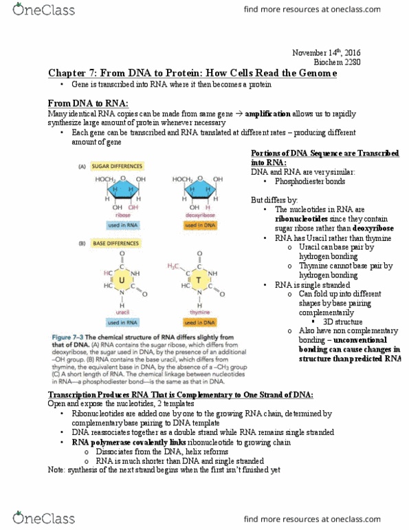 Biochemistry 2280A Chapter Notes - Chapter 7: Tata-Binding Protein, Regulatory Sequence, Sigma Factor thumbnail