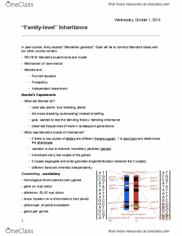 Biology 1201A Lecture Notes - Lecture 5: Punnett Square, Blending Inheritance, Zygosity thumbnail