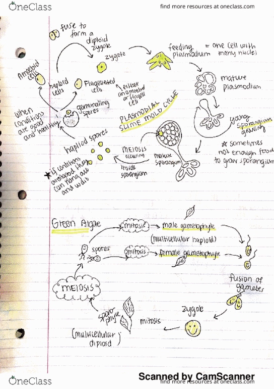 BIOL 150A Lecture 4: Life Cycle Drawings thumbnail