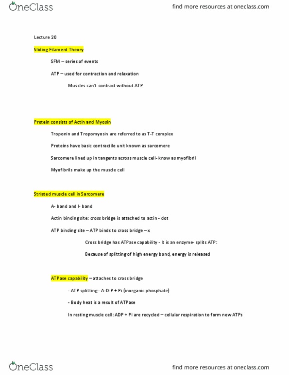 BIOL 207 Lecture Notes - Lecture 20: Phosphate, Sarcomere, Cellular Respiration thumbnail