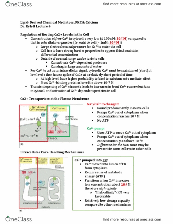 Physiology 3140A Lecture Notes - Lecture 4: Inositol Trisphosphate, Calcium In Biology, Glycerophospholipid thumbnail