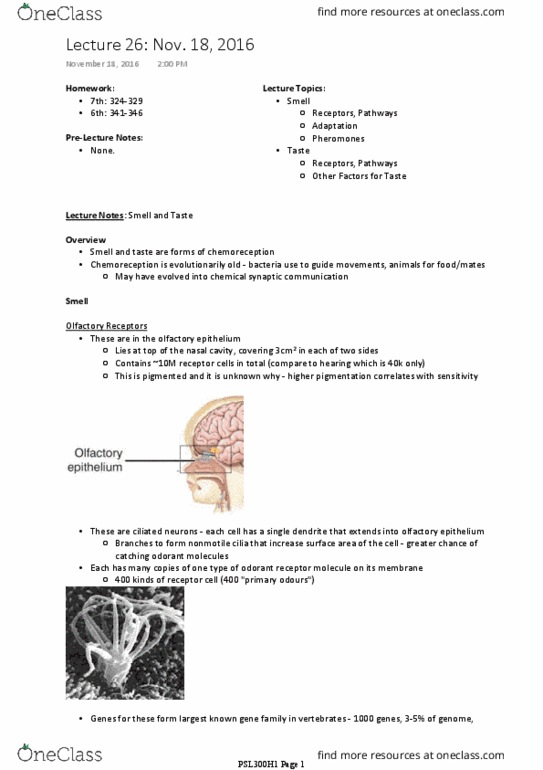 PSL300H1 Lecture Notes - Lecture 26: Olfactory Bulb, Olfactory Receptor, Cranial Cavity thumbnail
