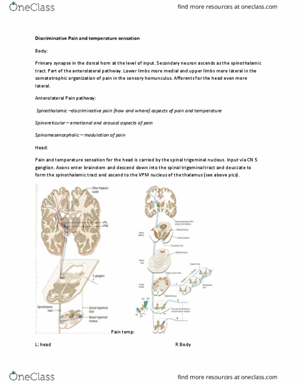 ANAT 312 Lecture Notes - Lecture 2: Spinothalamic Tract, Golgi Tendon Organ, Gamma Motor Neuron thumbnail