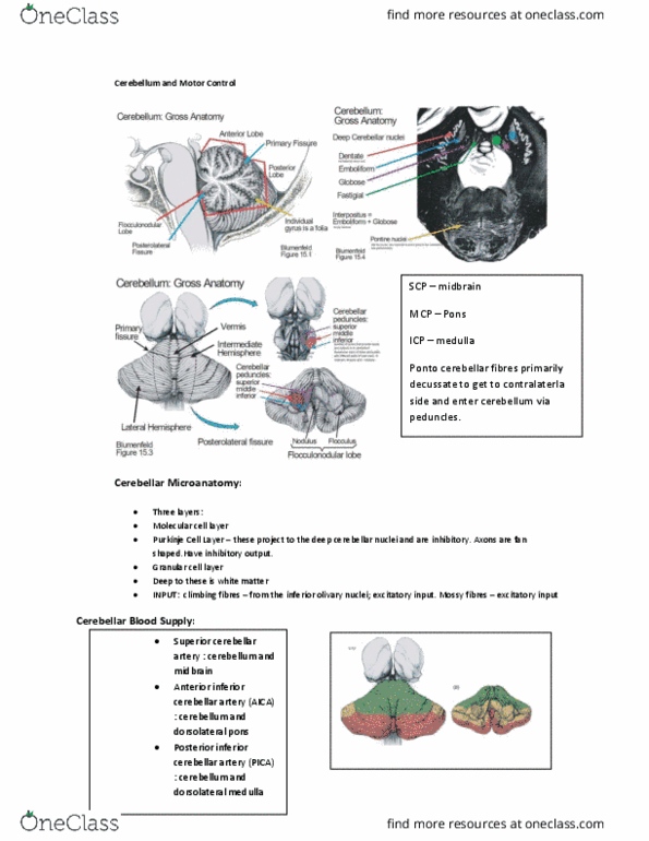 ANAT 312 Lecture Notes - Lecture 5: Inferior Cerebellar Peduncle, Superior Cerebellar Peduncle, Deep Cerebellar Nuclei thumbnail