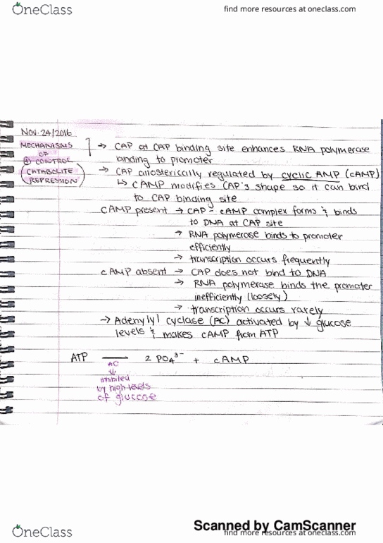 BIOL 116 Lecture 19: (November 24th 2016) Finishing Control of Gene Expression in Bacteria & Intro. to Control of Gene Expression in Eukaryotes thumbnail