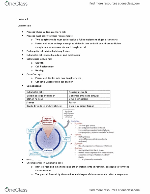 BIOA01H3 Lecture Notes - Lecture 6: Sister Chromatids, Cytokinesis, Centromere thumbnail