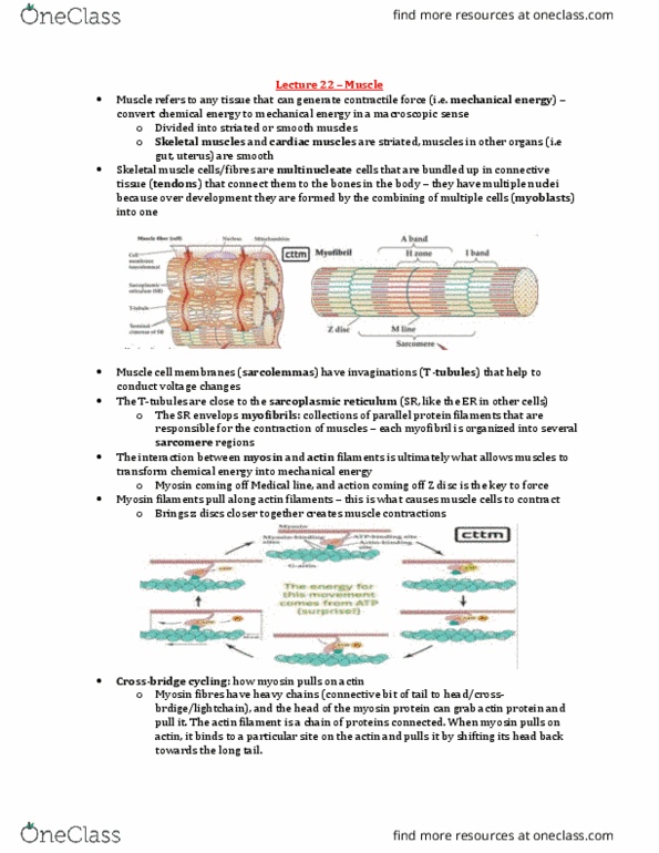 BIOB34H3 Lecture Notes - Lecture 22: Neuromuscular Junction, Endoplasmic Reticulum, Skeletal Muscle thumbnail