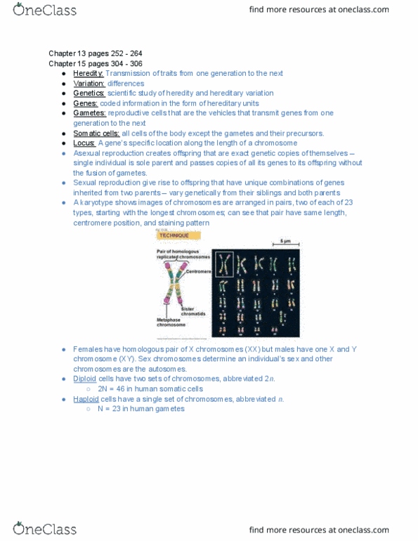 BIO SCI 93 Chapter Notes - Chapter 13,15: Sister Chromatids, Homologous Chromosome, Spindle Apparatus thumbnail