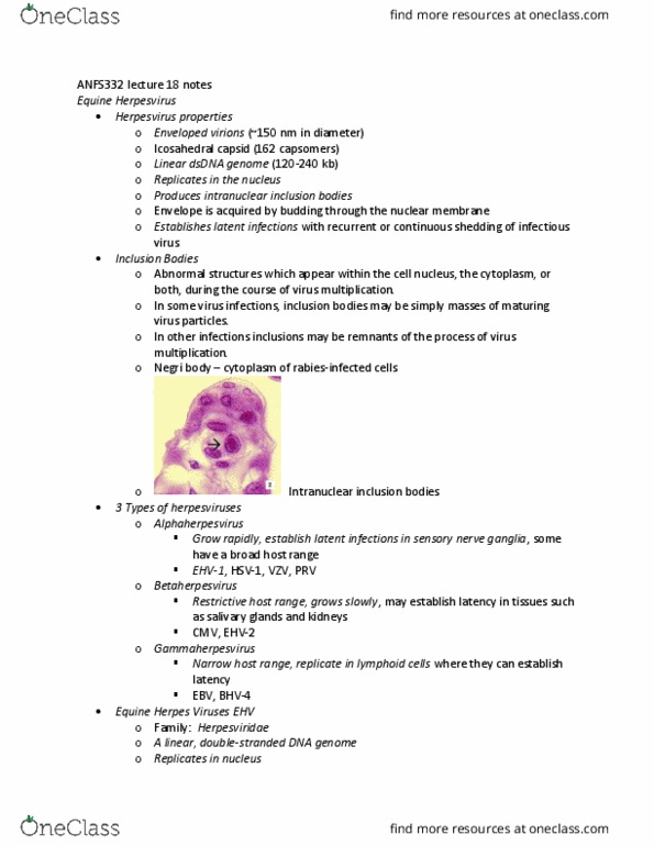 ANFS332 Lecture Notes - Lecture 18: Herpes Simplex Keratitis, Respiratory Tract, Neurological Disorder thumbnail