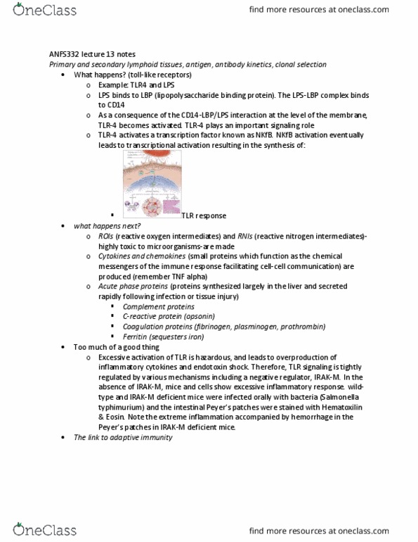 ANFS332 Lecture Notes - Lecture 13: Adaptive Immune System, Cell-Mediated Immunity, Cd14 thumbnail