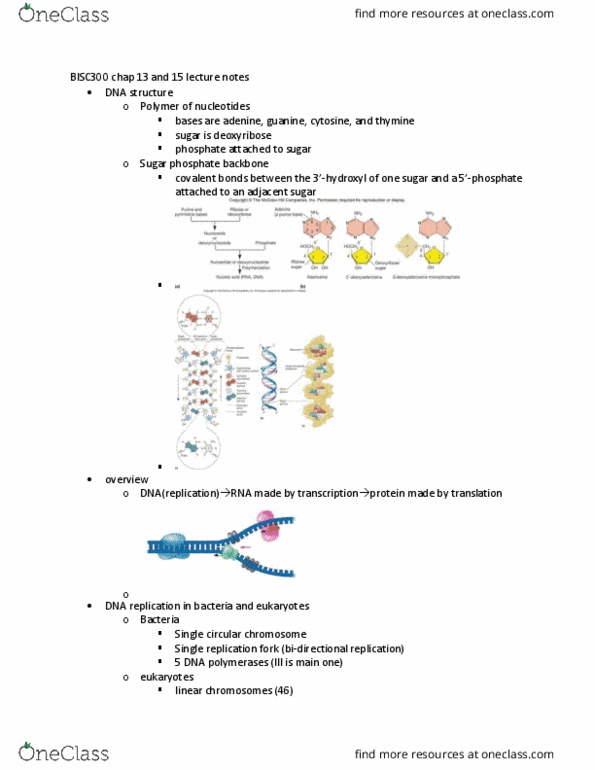 BISC300 Lecture Notes - Lecture 14: Dna Polymerase Iii Holoenzyme, Okazaki Fragments, Dna Ligase thumbnail